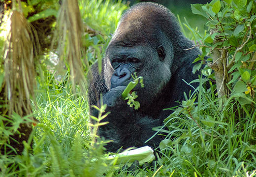 9 Days Gorilla Trekking Adventure Safari