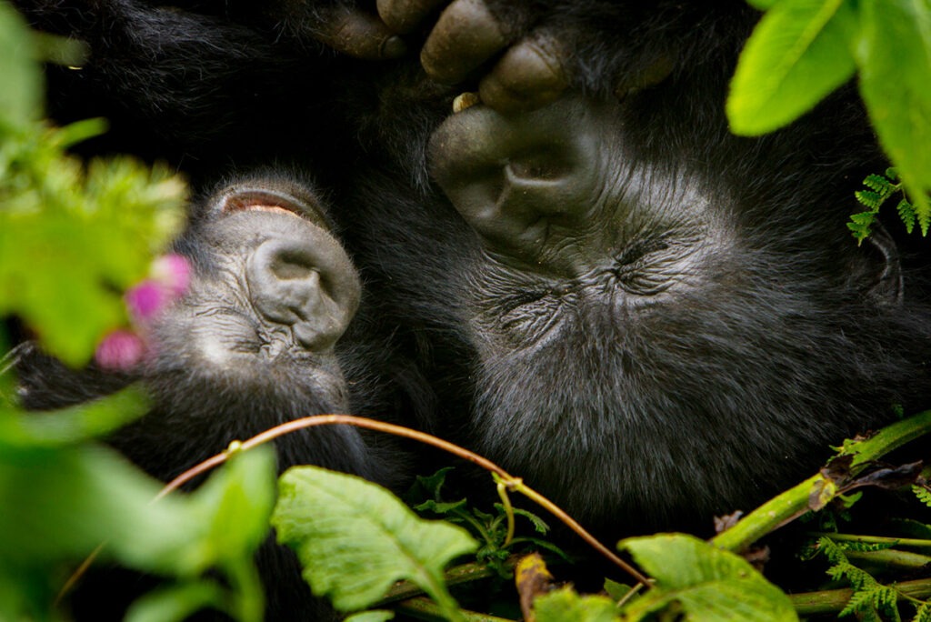 7-Day Gorillas, Chimps, Big 5, and Big Cats