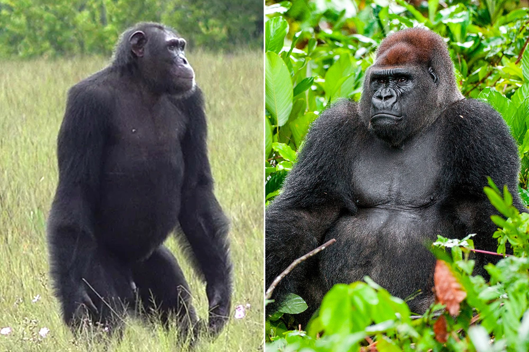 5-Day Gorilla and Chimpanzee Trekking Tour